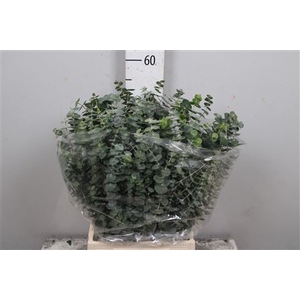 Euca Baby Blue Per Bunch