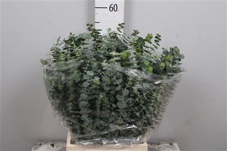 <h4>Euca Baby Blue Per Bunch</h4>
