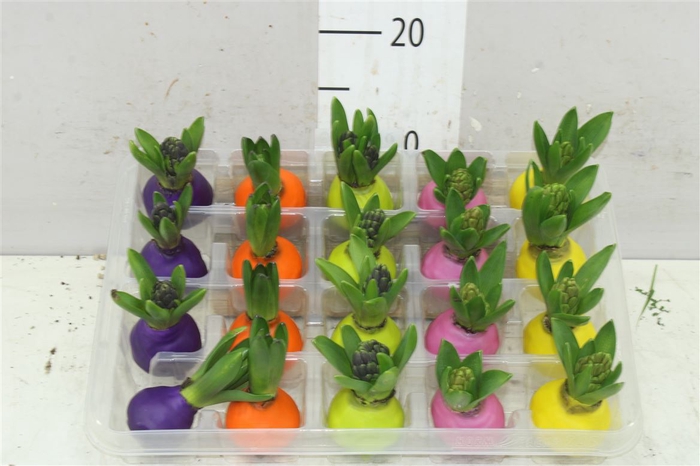 <h4>Hyacinthus Wax Gemengd</h4>