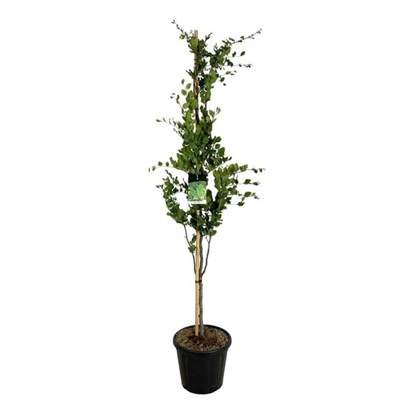 <h4>Fagus syl. 'Dawyck'</h4>