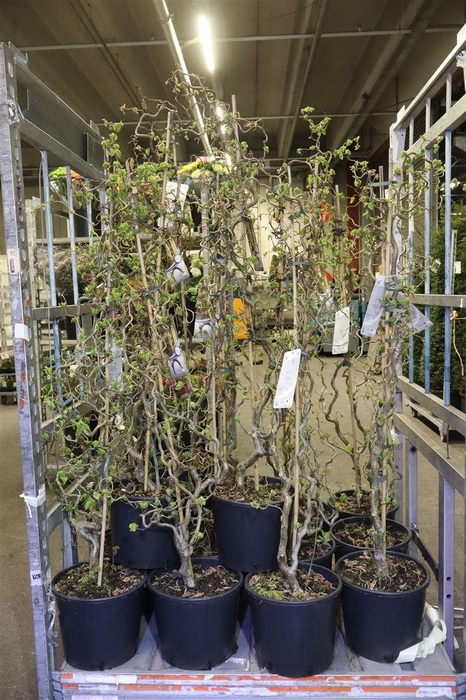 <h4>arr8 Corylus A Contorta</h4>