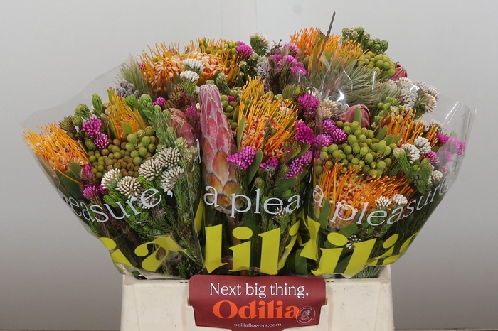 BQ Kaaps Groen Rivermix
