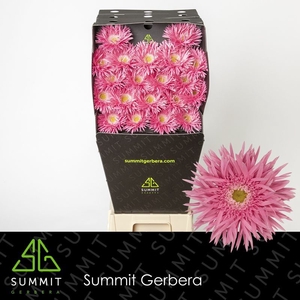 Germini Spider Firefly Diamond per kaart