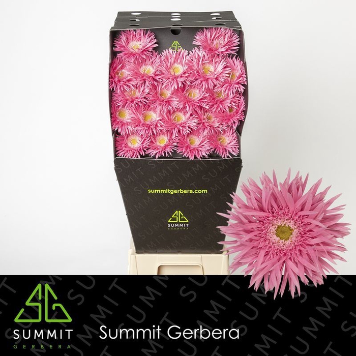<h4>Germini Spider Firefly Diamond per kaart</h4>