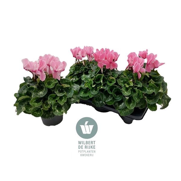 Cyclamen Mammoth Salmon Flame