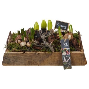 PTBM3890 Arrangement Flower Bulbs Mix in houten rechthoek pot