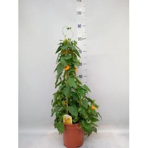 Thunbergia alata