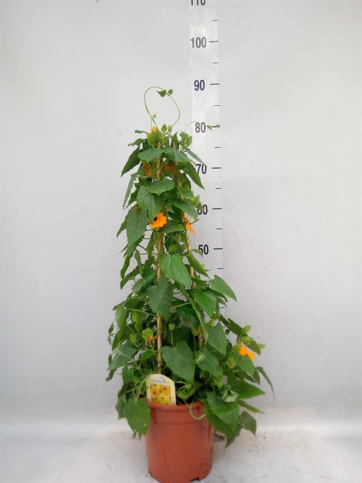 <h4>Thunbergia alata</h4>