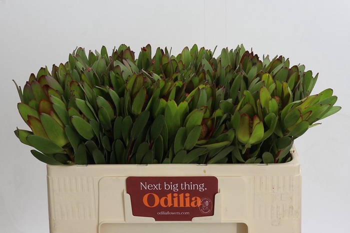 <h4>Leucadendron Goldstrike</h4>