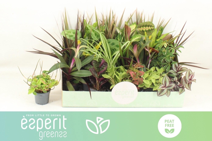 <h4>KAMERPL GEM OV</h4>