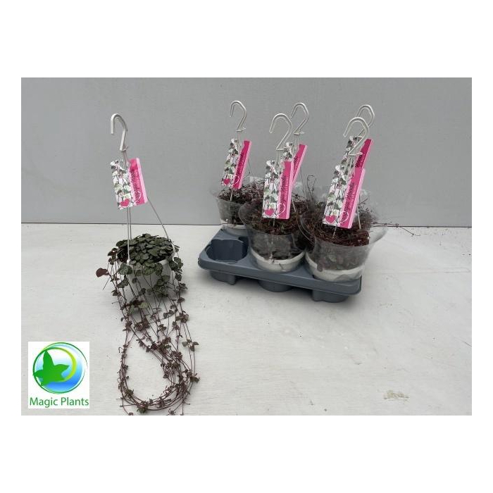 <h4>CEROPEGIA WOODII SUP</h4>