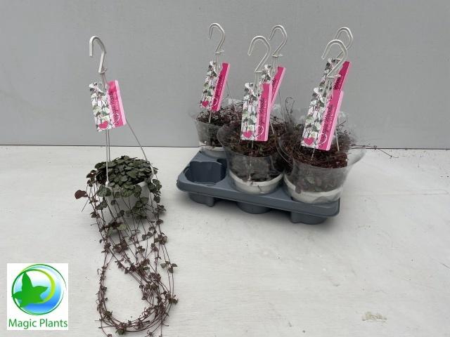 <h4>CEROPEGIA WOODII SUP</h4>