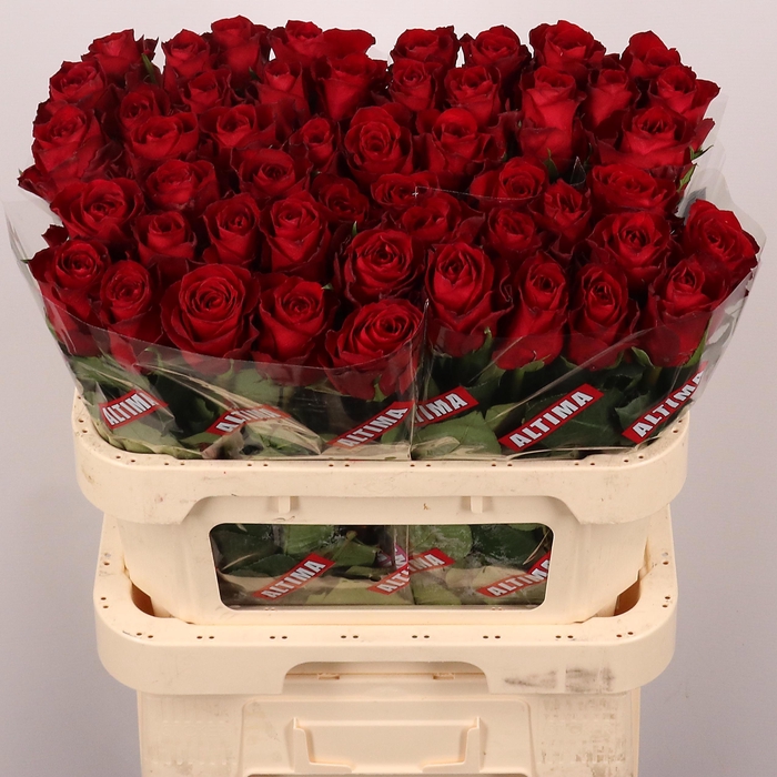 <h4>R GR MADAM RED</h4>