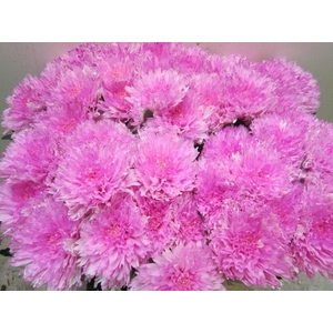 Chr G Undercover Pastel Cerise