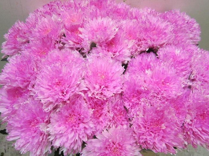 <h4>Chr G Undercover Pastel Cerise</h4>