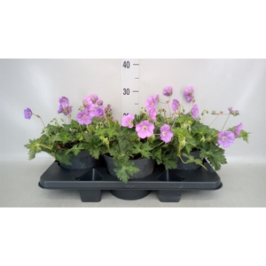 Geranium  'Rozanne'
