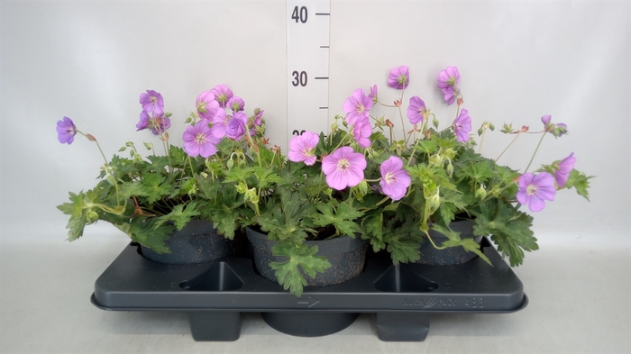 <h4>Geranium  'Rozanne'</h4>