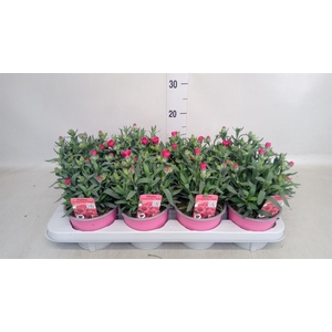 Dianthus  'Oscar Red Star'