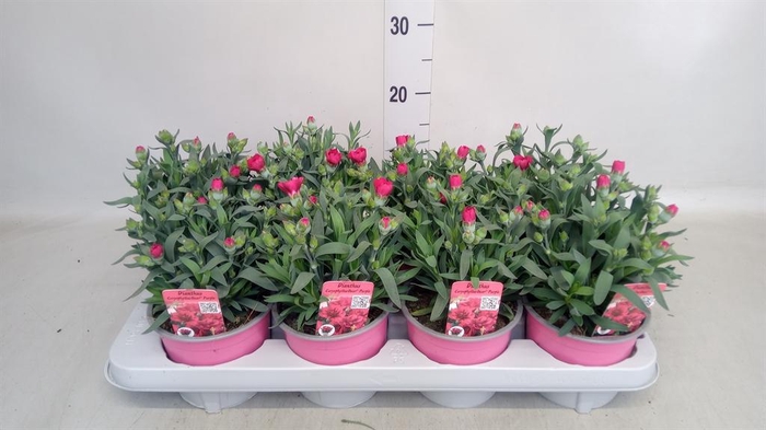 <h4>Dianthus  'Oscar Red Star'</h4>