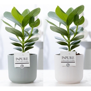 Clusia Rosea Princess Keramiek Sophie