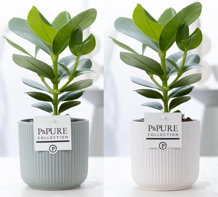 <h4>Clusia Rosea Princess in P&PURE Sophie ceramics ass. 2</h4>