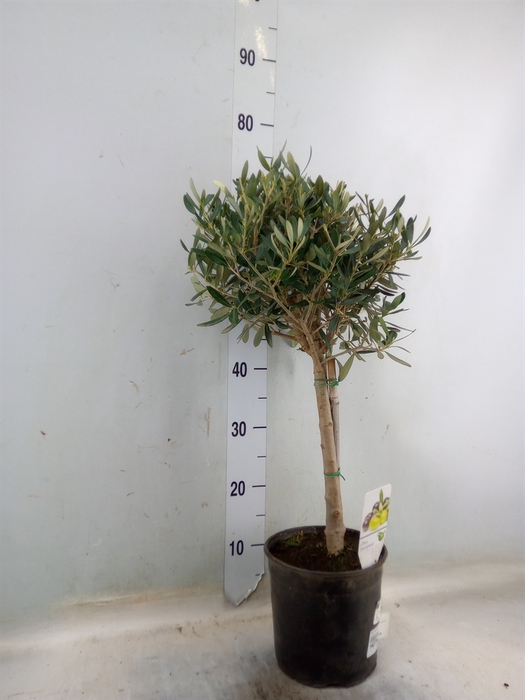 <h4>Olea europaea</h4>