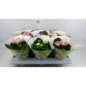 Sinningia  'Sonata'   ...mix