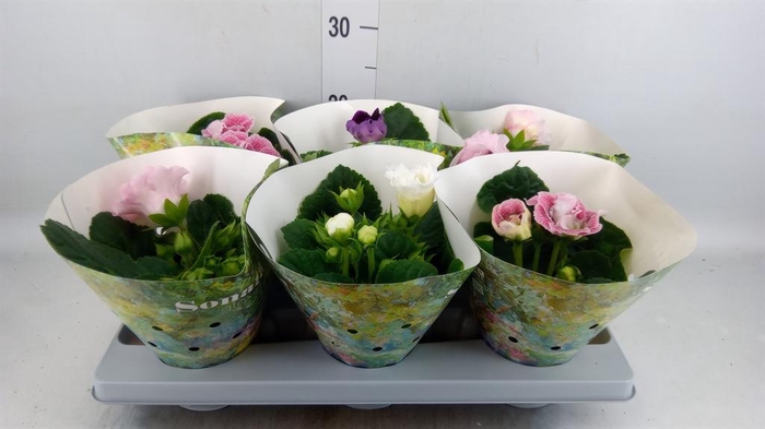 <h4>Sinningia 'Sonata' ...mix</h4>
