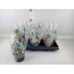 Ceropegia woodii ssp. woodii