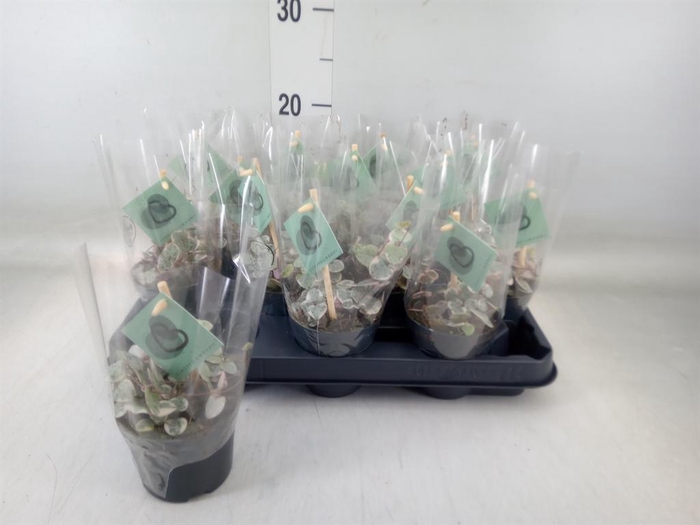 <h4>Ceropegia woodii ssp. woodii</h4>