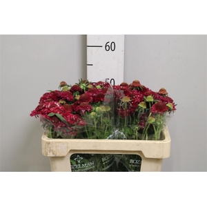 Scab At Raspberry Scoop