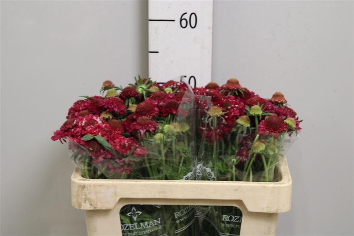 <h4>Scab At Raspberry Scoop</h4>