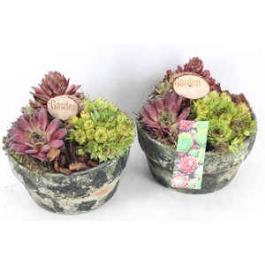 arr4 Semp MB - Bloempot L 338/3