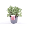 Sedum 'Herbstfreude'