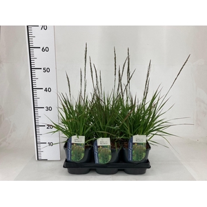 Molinia caerulea Moorhexe