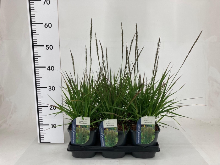 <h4>Molinia caerulea Moorhexe</h4>