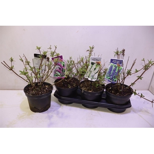 arr8 Budd Davidii Ov