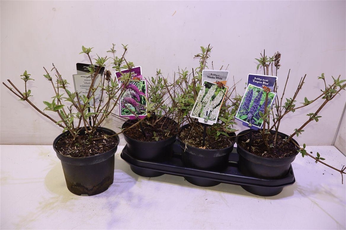 <h4>arr8 Budd Davidii Ov</h4>