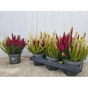 CALLU GEM IN POT 2KL