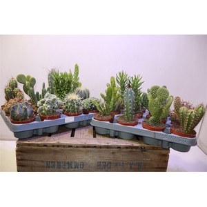 arr8 Cactus Gem