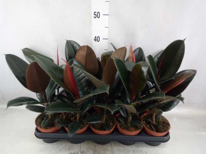 <h4>Ficus elastica 'Abidjan'</h4>