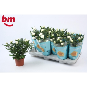 Rosa White Jewel Beau Monde