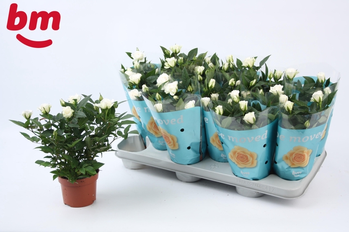 <h4>Rosa White Jewel Beau Monde</h4>