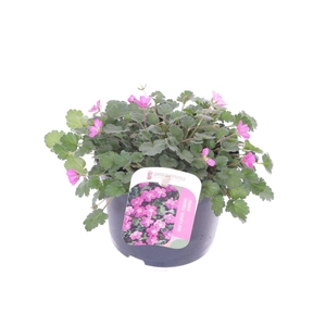 Erodium x variabile Bishops Form