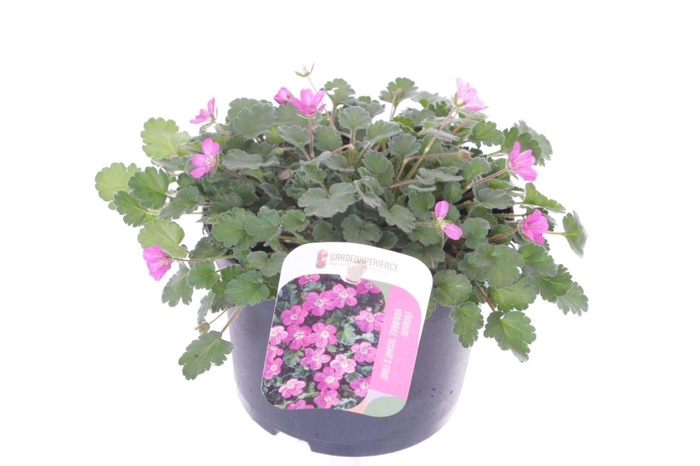 <h4>Erodium x variabile Bishops Form</h4>