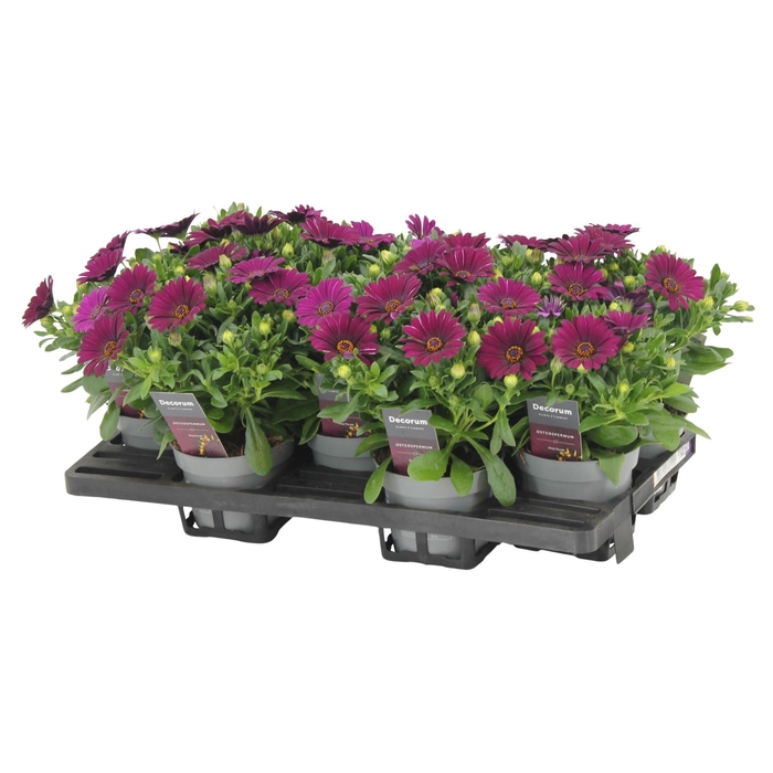 <h4>Osteospermum Deep Purple Decorum</h4>