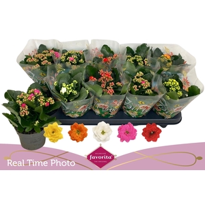 KAL GE PERF GEM 5 KL