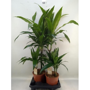 Dracaena frag. 'Janet Craig'