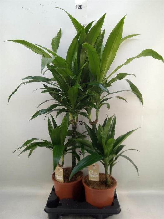 <h4>Dracaena frag. 'Janet Craig'</h4>