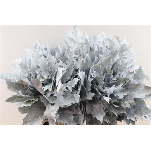 Quercus Rubra Frosted White